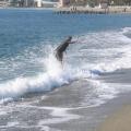 skim in Varazze